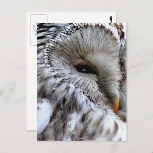 CARTE POSTALE HIBOU (Devant / Derrière)