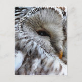 CARTE POSTALE HIBOU (Devant)