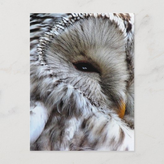 CARTE POSTALE HIBOU (Devant)