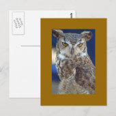 Carte Postale hibou (Devant / Derrière)