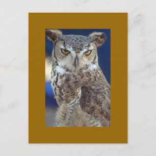 Carte Postale hibou