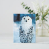 Carte Postale Hibou (Debout devant)