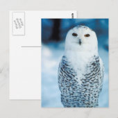 Carte Postale Hibou (Devant / Derrière)