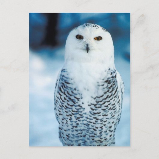 Carte Postale Hibou (Devant)