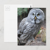 Carte Postale Hibou (Devant / Derrière)