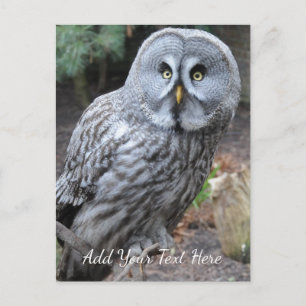 Carte Postale Hibou