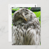 CARTE POSTALE HIBOU (Devant / Derrière)