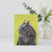 Carte postale hibou (Debout devant)