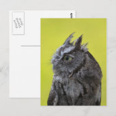 Carte postale hibou (Devant / Derrière)