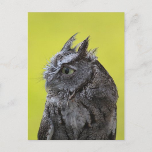 Carte postale hibou (Devant)