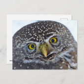 Carte Postale Hibou (Devant / Derrière)