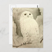 Carte Postale Hibou (Devant / Derrière)