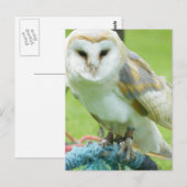 Carte Postale Hibou (Devant / Derrière)
