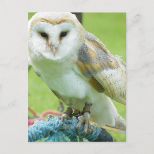 Carte Postale Hibou (Devant)