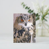 Carte Postale hibou (Debout devant)