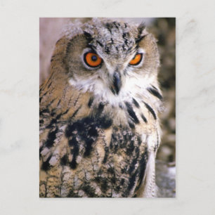 Carte Postale hibou
