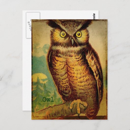 Carte Postale Hibou (Devant / Derrière)