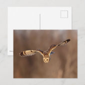 Carte Postale Hibou à oreilles courtes plongeant vers le sol (Devant / Derrière)