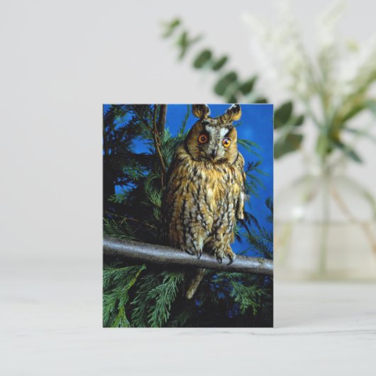 Carte Postale Hibou à oreilles longues (Debout devant)