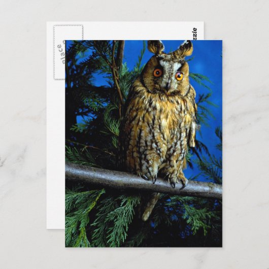 Carte Postale Hibou à oreilles longues (Devant / Derrière)
