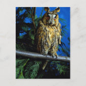 Carte Postale Hibou à oreilles longues (Devant)