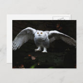 Carte Postale Hibou blanc aux ailes ouvertes pccna (Devant / Derrière)