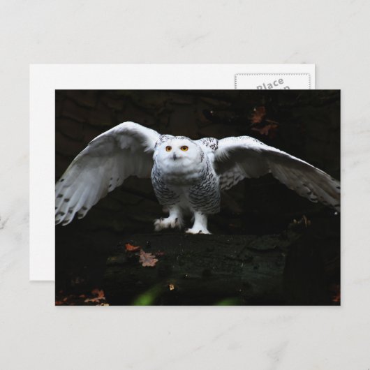 Carte Postale Hibou blanc aux ailes ouvertes pccna (Devant / Derrière)