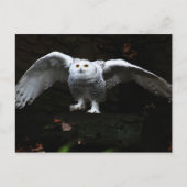 Carte Postale Hibou blanc aux ailes ouvertes pccna (Devant)
