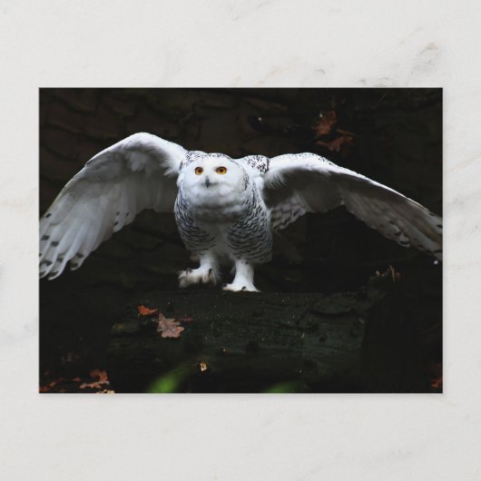 Carte Postale Hibou blanc aux ailes ouvertes pccna (Devant)