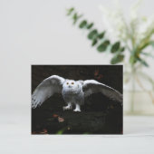 Carte Postale Hibou blanc aux ailes ouvertes pccnm (Debout devant)