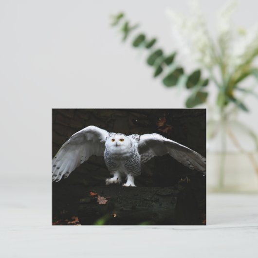 Carte Postale Hibou blanc aux ailes ouvertes pccnm (Debout devant)