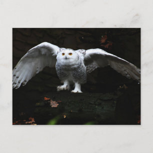 Carte Postale Hibou blanc aux ailes ouvertes pccnm