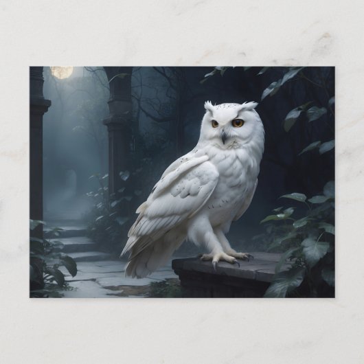 Carte Postale hibou blanc dans la nuit (Devant)