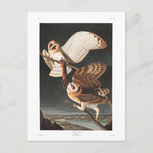 Carte Postale Hibou de grange du plat 171 d'Audubon (Devant)