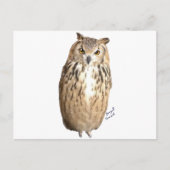 Carte Postale Hibou de l'aigle (Devant)