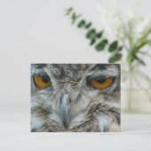 Carte Postale hibou de l'aigle (Debout devant)