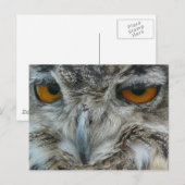 Carte Postale hibou de l'aigle (Devant / Derrière)