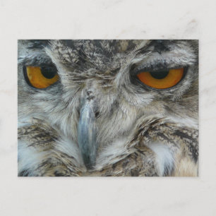 Carte Postale hibou de l'aigle