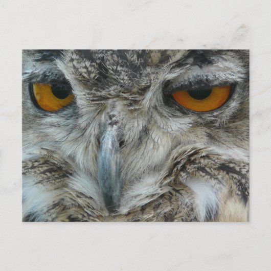 Carte Postale hibou de l'aigle (Devant)