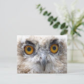 Carte Postale hibou de l'aigle européen (Debout devant)