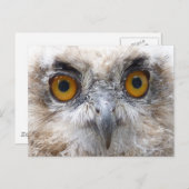 Carte Postale hibou de l'aigle européen (Devant / Derrière)