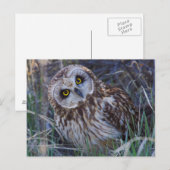 Carte Postale Hibou des marais (Devant / Derrière)