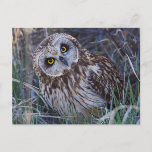 Carte Postale Hibou des marais (Devant)