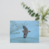 Carte Postale Hibou des marais au Shawangunk Grasslands (Debout devant)