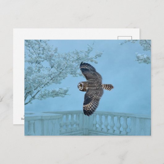 Carte Postale Hibou des marais au Shawangunk Grasslands (Devant / Derrière)