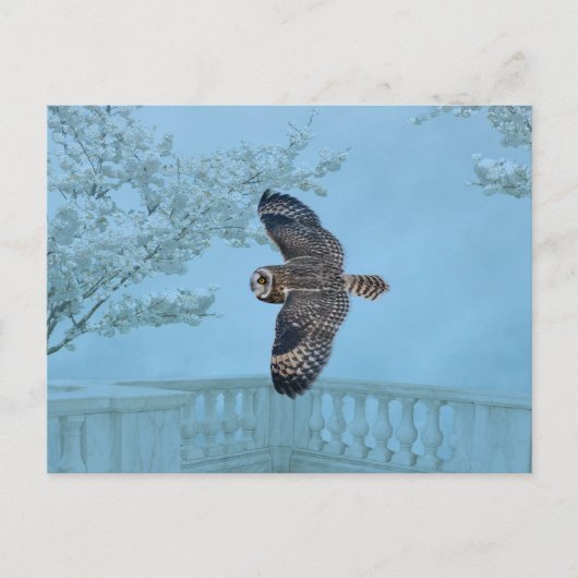 Carte Postale Hibou des marais au Shawangunk Grasslands (Devant)