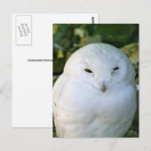Carte Postale Hibou des neiges (Devant / Derrière)