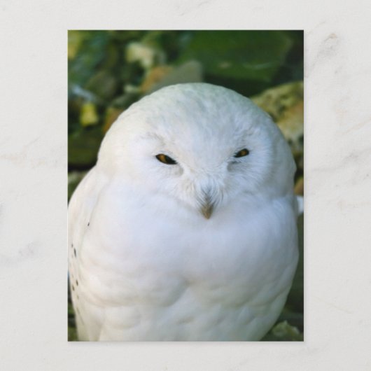 Carte Postale Hibou des neiges (Devant)