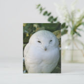 Carte Postale Hibou des neiges (Debout devant)