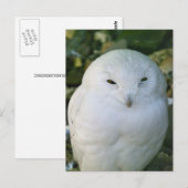 Carte Postale Hibou des neiges (Devant / Derrière)